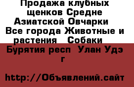 Продажа клубных щенков Средне Азиатской Овчарки - Все города Животные и растения » Собаки   . Бурятия респ.,Улан-Удэ г.